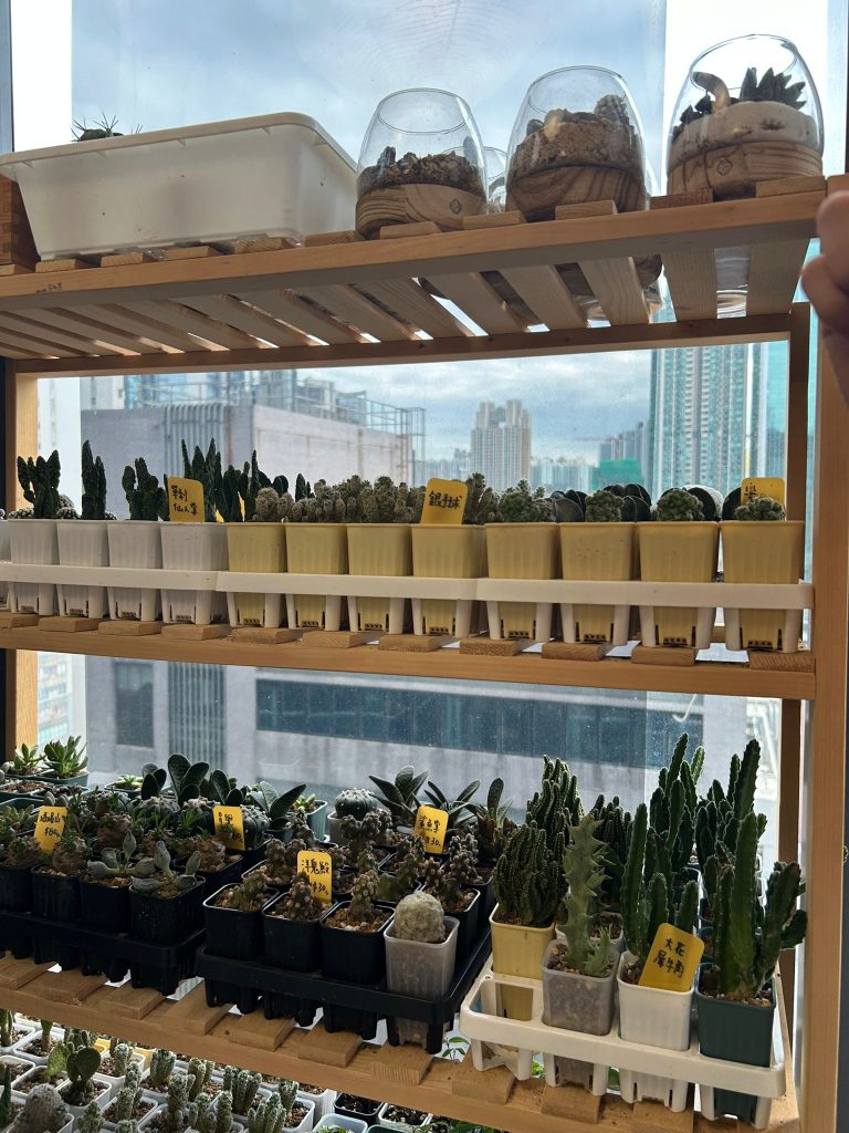 Shelves of potted cacti and succulents with city skyline visible through window.